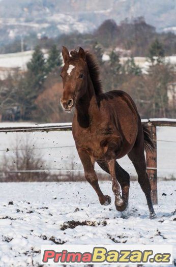 Appaloosa klisna – fotografie 1