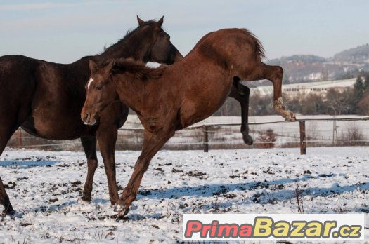 Appaloosa klisna – fotografie 2