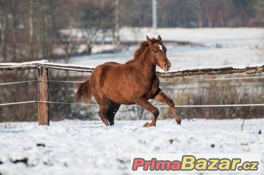 Appaloosa klisna – fotografie 3