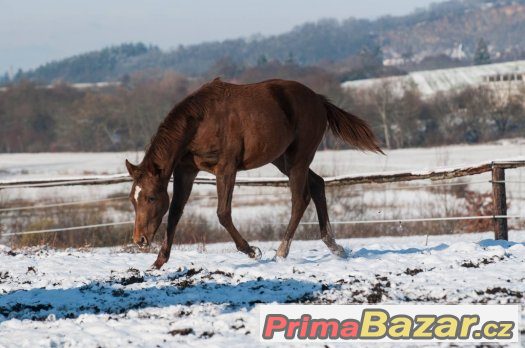 Appaloosa klisna – fotografie 4