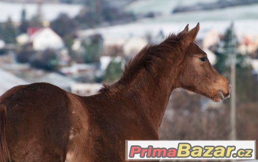 Appaloosa klisna – fotografie 5
