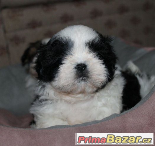 Štěňátka Shih-tzu s PP (shi-tzu,shihtzu) – fotografie 3