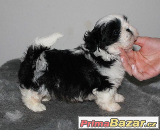 Štěňátka Shih-tzu s PP (shi-tzu,shihtzu) – fotografie 4