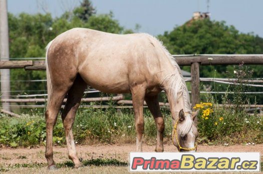 Appaloosa klisna – fotografie 3