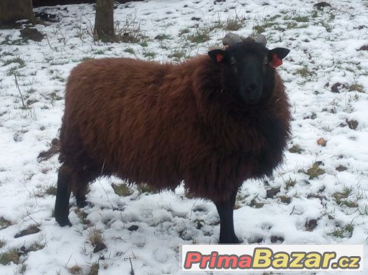 Beran Texel x Ovce vřesová – fotografie 1