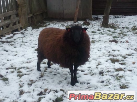 Beran Texel x Ovce vřesová – fotografie 2