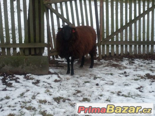Beran Texel x Ovce vřesová – fotografie 3