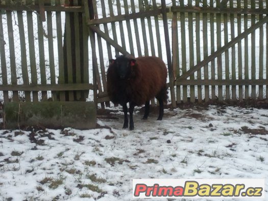 Beran Texel x Ovce vřesová – fotografie 4