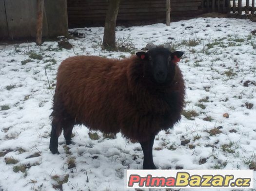 Beran Texel x Ovce vřesová – fotografie 5