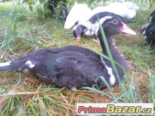 prodám kachny pižmové – fotografie 2