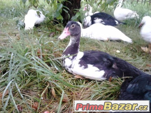 prodám kachny pižmové – fotografie 3