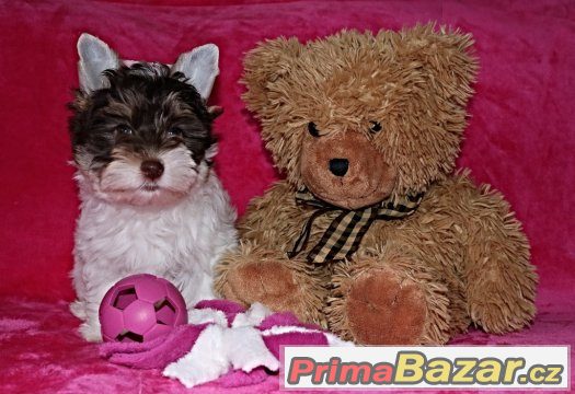 Biewer yorkshire terrier s PP – fotografie 1