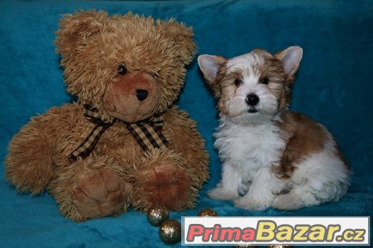 Biewer yorkshire terrier s PP – fotografie 2