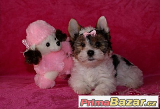 Biewer yorkshire terrier s PP – fotografie 3