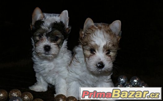 Biewer jorkšírský teriér s PP IBC – fotografie 1