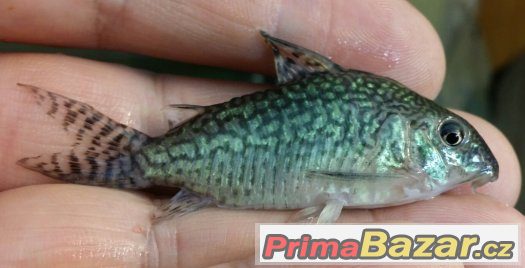 Sumečky Corydoras – fotografie 1