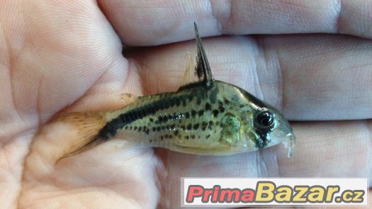 Sumečky Corydoras – fotografie 2