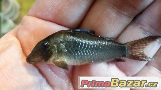 Sumečky Corydoras – fotografie 3