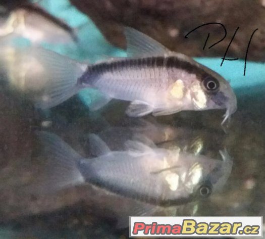 Sumečky Corydoras – fotografie 4