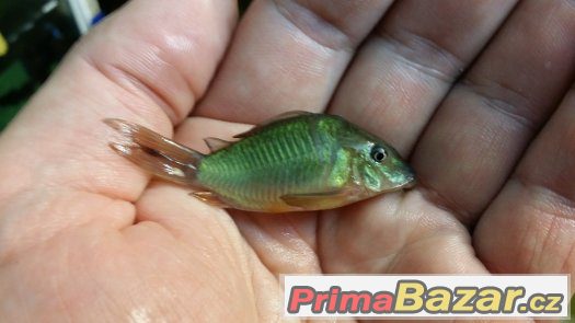 Sumečky Corydoras – fotografie 5