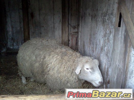 Prodám chovného berana TEXEL – fotografie 1