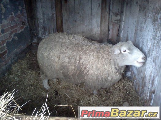 Prodám chovného berana TEXEL – fotografie 2