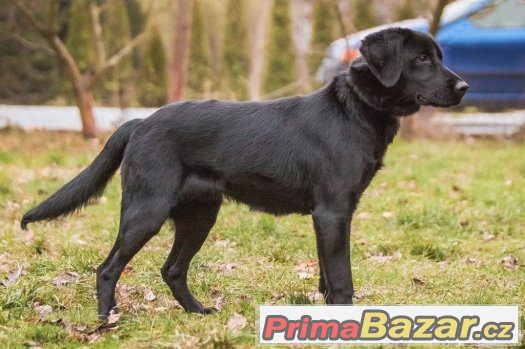 Baloo - menší labrador x, labradorský retrívr x, štěně, pes – fotografie 2