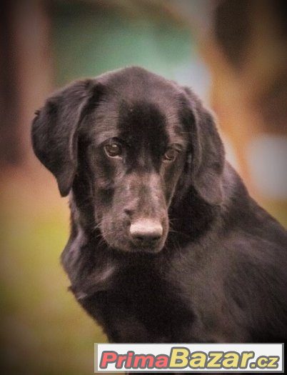 Baloo - menší labrador x, labradorský retrívr x, štěně, pes – fotografie 3