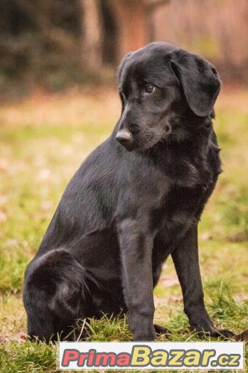 Baloo - menší labrador x, labradorský retrívr x, štěně, pes – fotografie 5