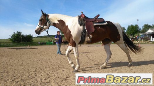 Atraktivní paint horse kobylka – fotografie 2