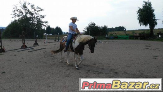 Atraktivní paint horse kobylka – fotografie 3