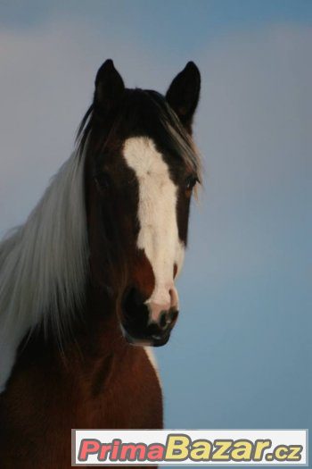 Atraktivní paint horse kobylka – fotografie 4