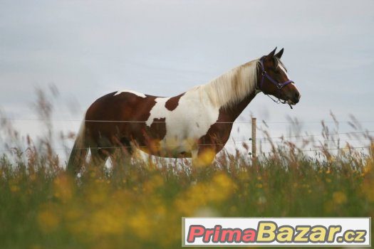 Atraktivní paint horse kobylka – fotografie 5