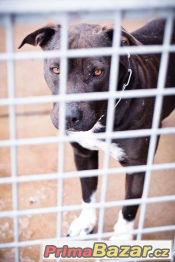 Rita - Americký stafordširský teriér x Americký pitbulteriér – fotografie 2