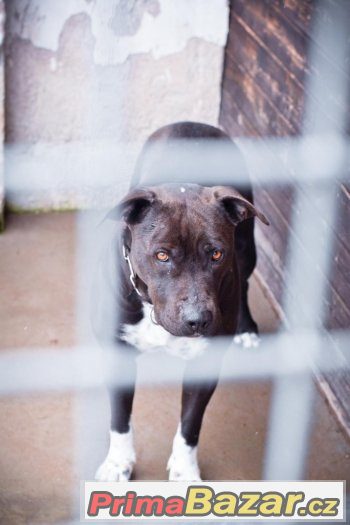 Rita - Americký stafordširský teriér x Americký pitbulteriér – fotografie 3