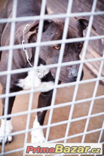 Rita - Americký stafordširský teriér x Americký pitbulteriér – fotografie 4