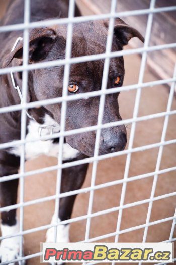Rita - Americký stafordširský teriér x Americký pitbulteriér – fotografie 5