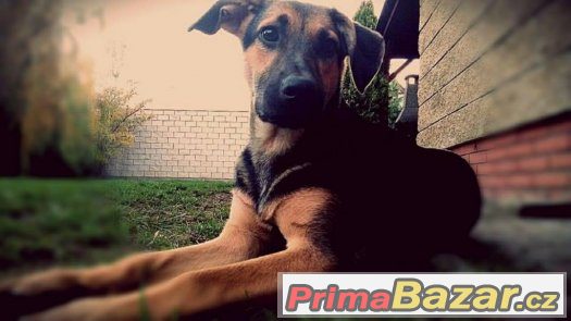 Tommy - štěně - pes - 8 měsíců - německý ovčákx, NO x – fotografie 1