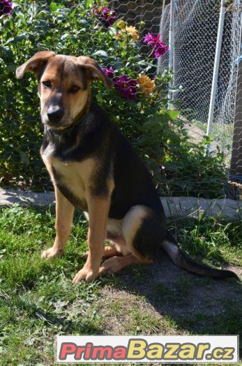 Taro - štěně - 5 měsíců - pes - kříženec – fotografie 1