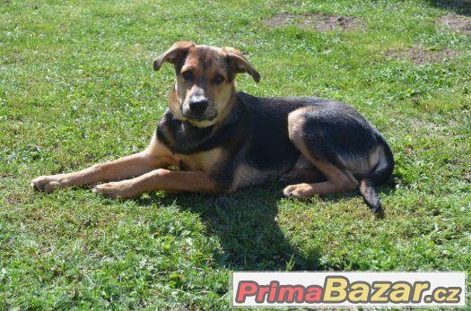 Taro - štěně - 5 měsíců - pes - kříženec – fotografie 3