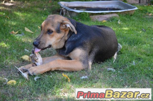 Taro - štěně - 5 měsíců - pes - kříženec – fotografie 4