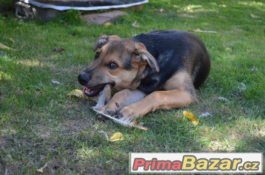 Taro - štěně - 5 měsíců - pes - kříženec – fotografie 5
