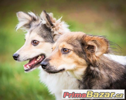 JÁJA a PÁJA -6kg něhy- fenka, fena, odrostlé štěně -špic x – fotografie 1