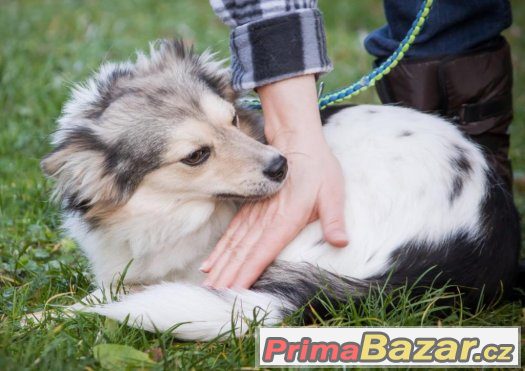 JÁJA a PÁJA -6kg něhy- fenka, fena, odrostlé štěně -špic x – fotografie 4