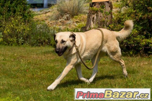 Trixie - mladá fenka, fena, odrostlé štěně - kříženec – fotografie 3