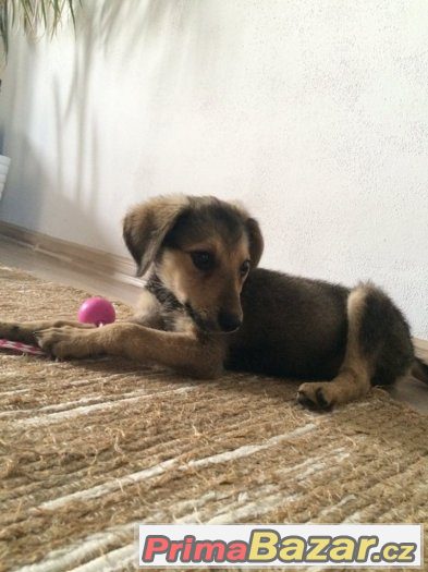 Gigi - štěně - fenka, fena - 3,5 měsíce - kříženec – fotografie 4