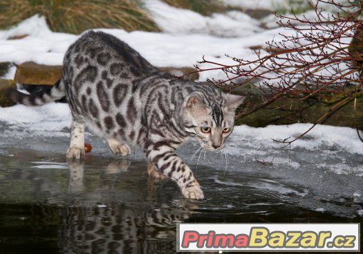 BENGÁLSKÁ KOČKA - KOCOUR – fotografie 3