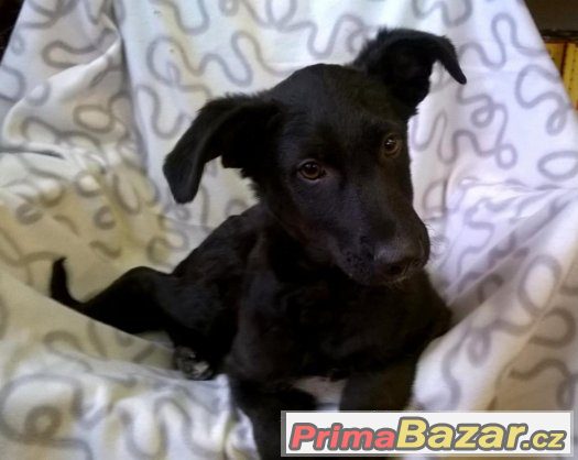 Bolt - štěně, pes - 4 měsíce - kříženec – fotografie 1