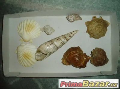 lastury a mušle
