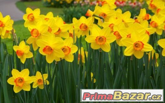 Narcisy – fotografie 1
